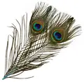 Fr&#246;din Peacock Eye Feathers Clear Water Clear Water Blue