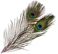 Fr&#246;din Peacock Eye Feathers Evil Magenta Evil Magenta