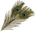 Fr&#246;din Peacock Eye Feathers Greenlander Greenlander Green