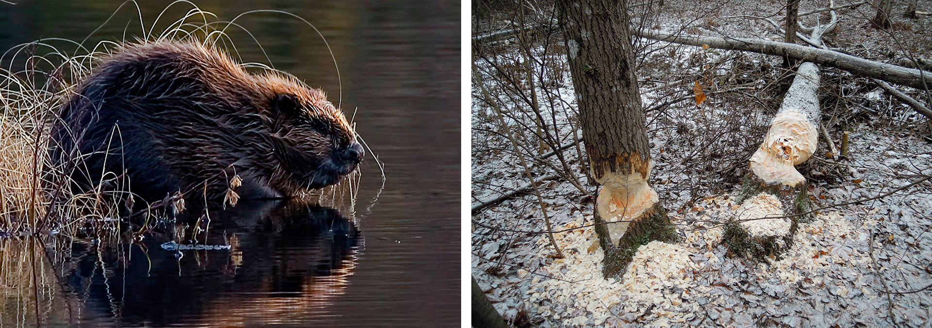 Hvordan finne bever